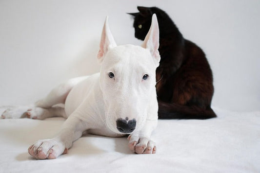 Guía esencial sobre CBD para perros y gatos: uso, efectos y cómo mejorar su calidad de vida de forma natural