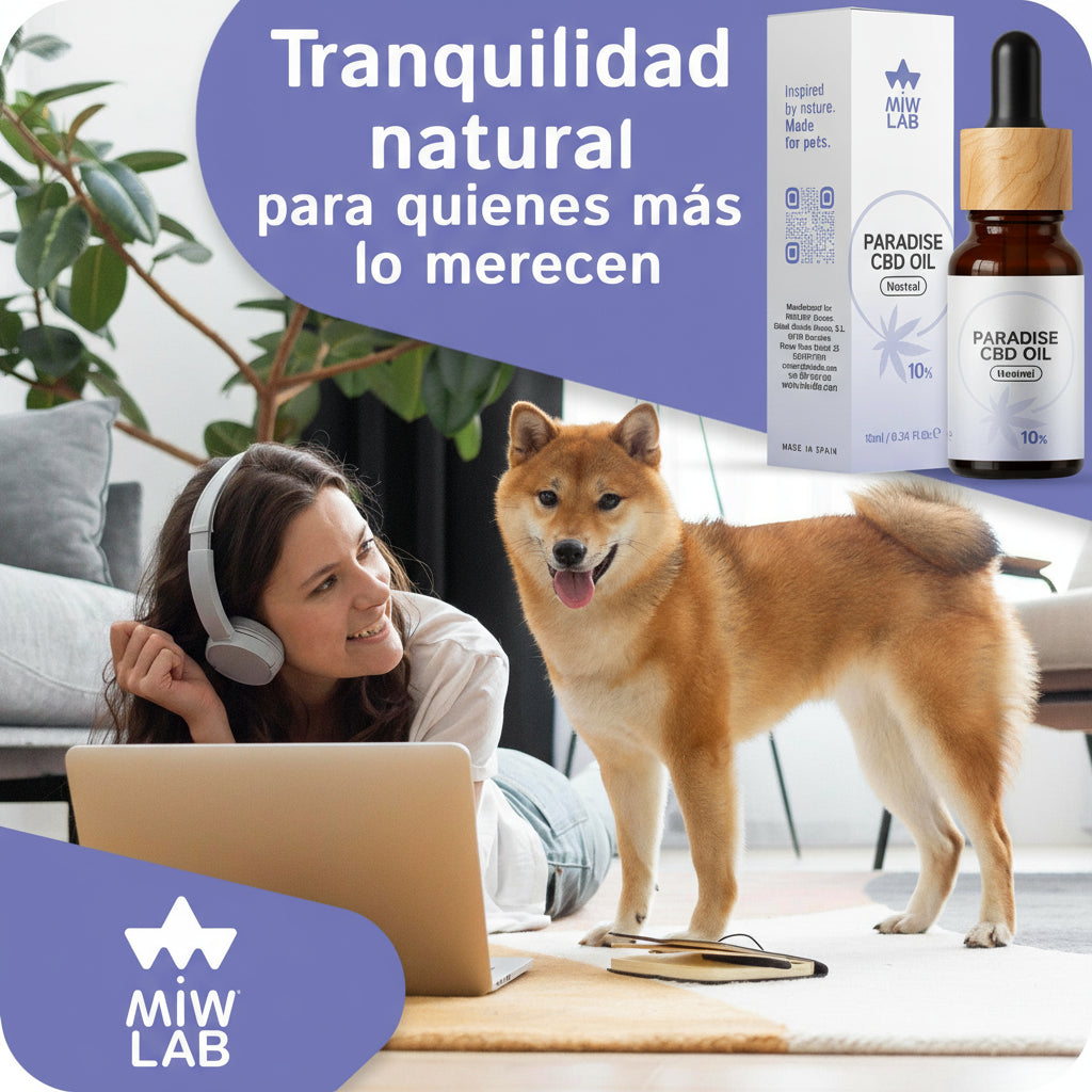 Beneficios del CBD sabor salmón para perros: calma, movilidad y bienestar