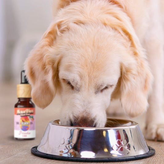 Los 2 mejores aceites de CBD para perros y gatos que puedes comprar en Amazon 2025