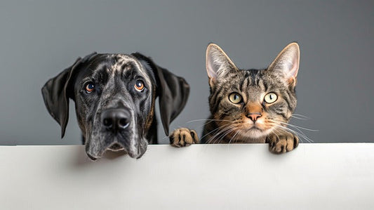 Champú en seco para perros y gatos: cómo usarlo, beneficios y cuándo aplicarlo