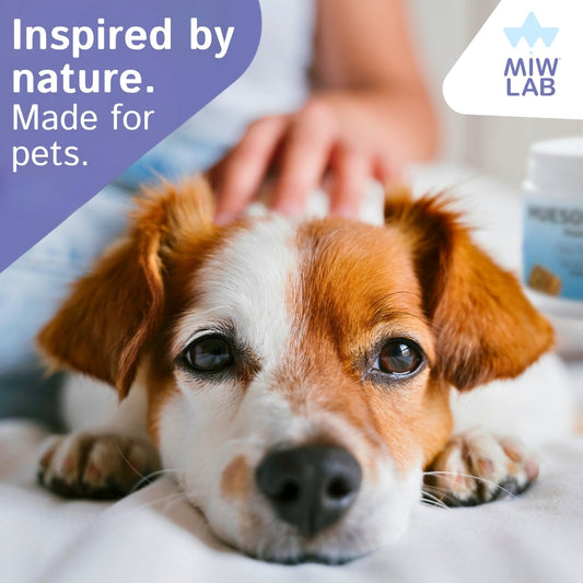 Tendencia 2026: Mejores suplementos naturales para mascotas en España (guía rápida y datos clave)