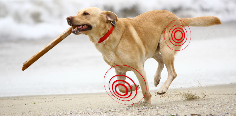 Suplemento “Articulaciones”: La Fórmula Natural y Completa para la Movilidad de tu Mascota