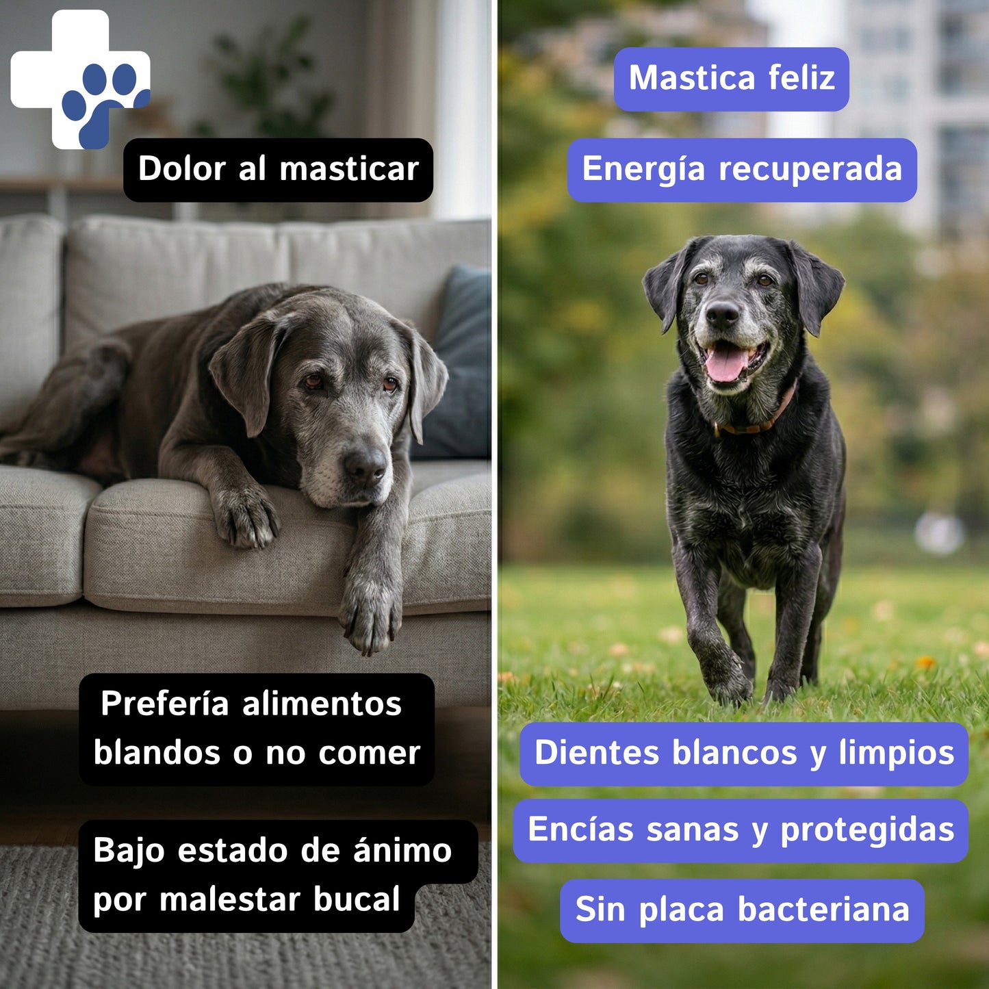 Spray Dental Perros y Gatos | Aliento Fresco | MIWLAB