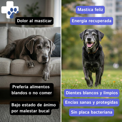Spray Dental Perros y Gatos | Aliento Fresco | MIWLAB