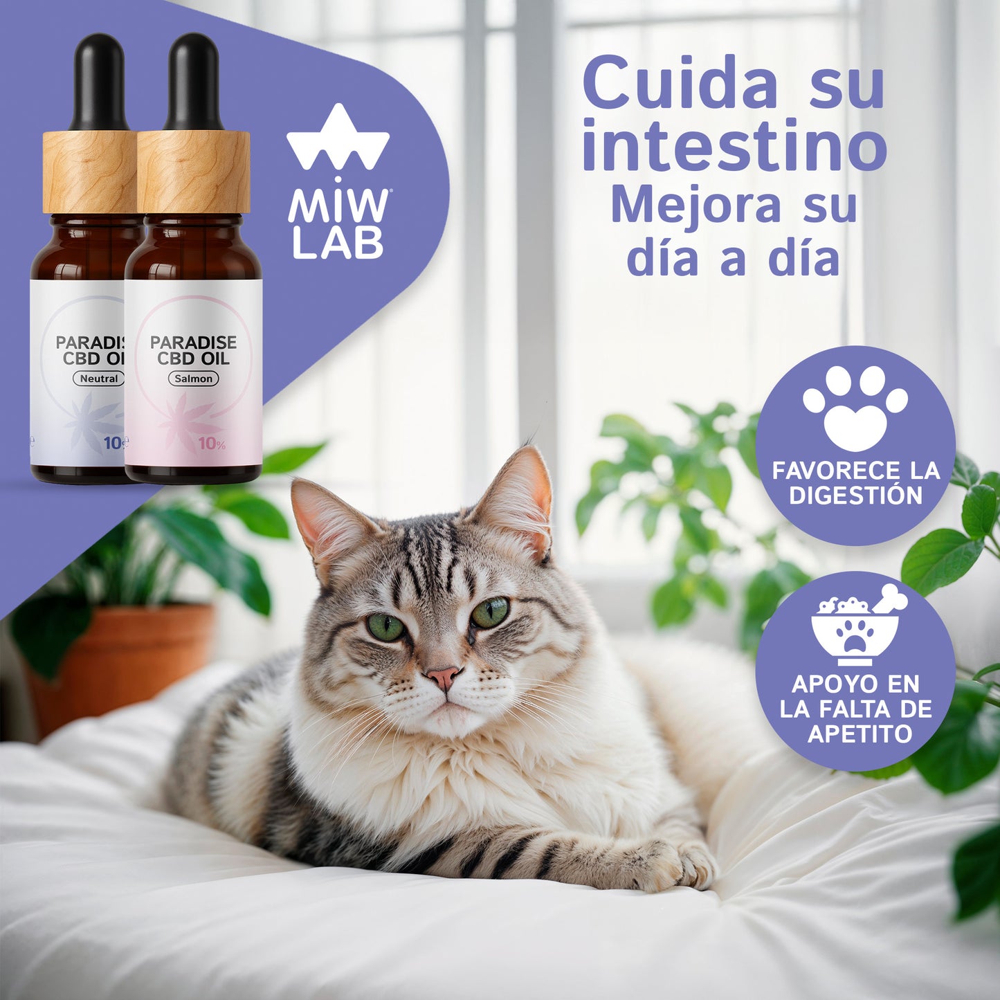 Gato feliz probando el aceite de CBD con aroma a salmón