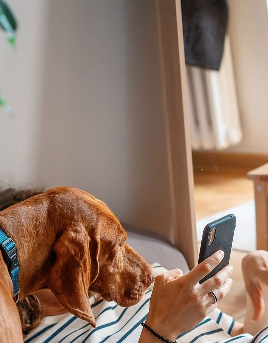 Perro mirando el móvil junto a su dueña